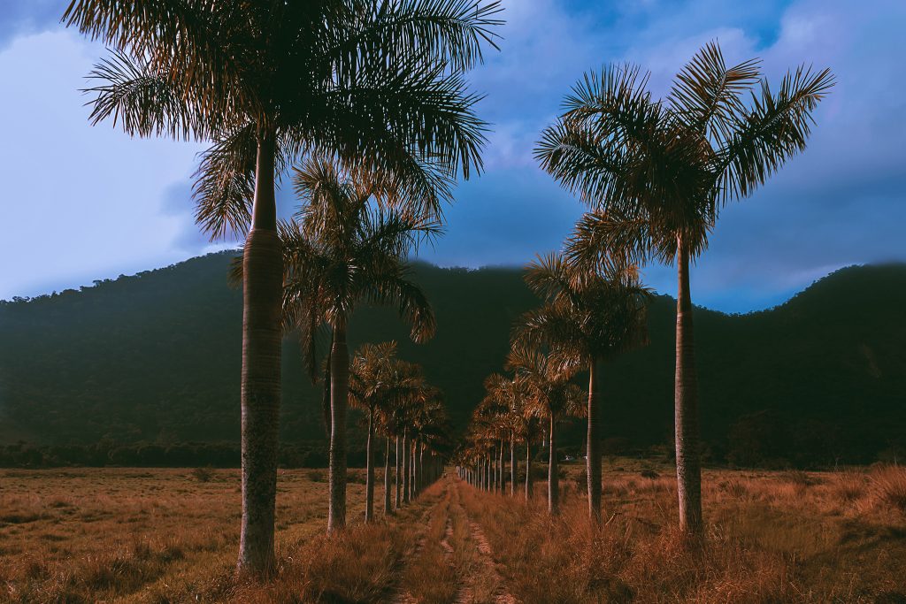 Fotografia de Paisagem para Decoração - Trilha